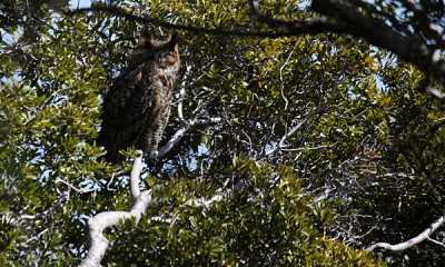 Great horned owl