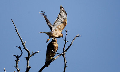 Red shouldered hawk