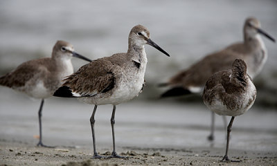 Willet