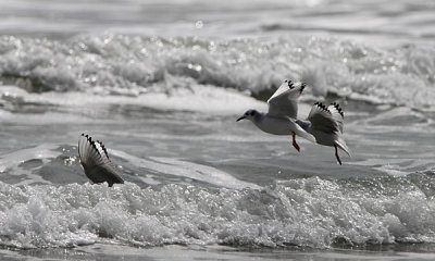 Little gull