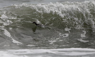 Red-eared grebe