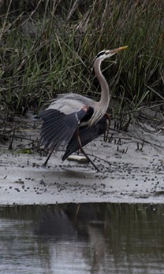 Great blue heron