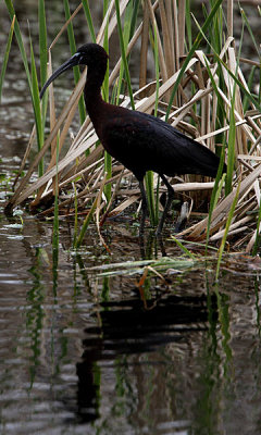 Glossy ibis