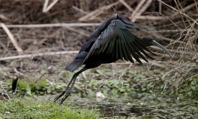 Glossy ibis