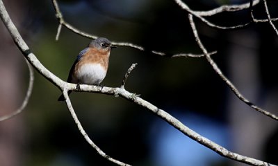 Eastern bluebird