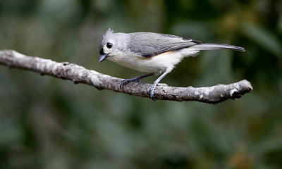 Tufted titmouse