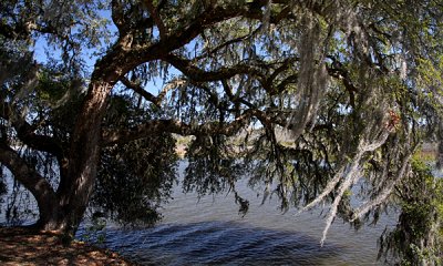 Magnolia Plantation