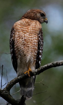 Red-shouldered hawk