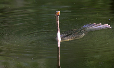 Anhinga (f)
