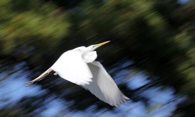 Great egret (pan and scan)