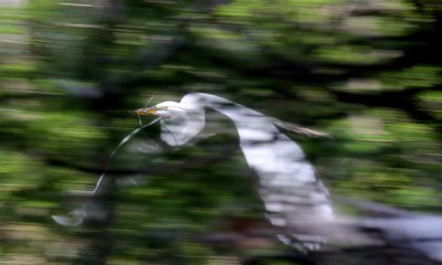 Great egret (pan and scan)