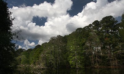 Great egret (wide angle)