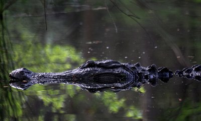 American alligator