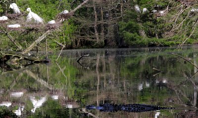 Alligator with egrets