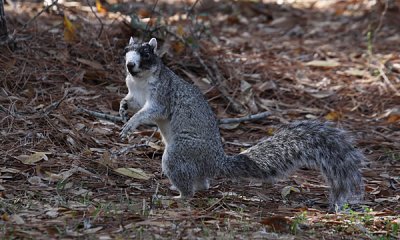 Fox squirrel