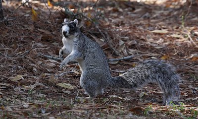 Fox squirrel