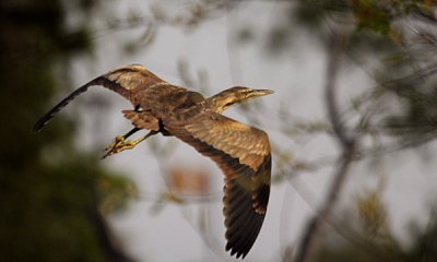 American bittern