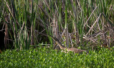 American bittern