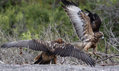 Galapagos hawks
