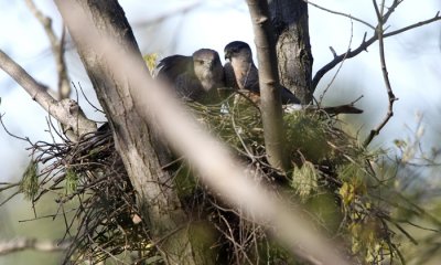 Cooper's hawk