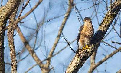 Cooper's hawk