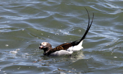 Long-tailed duck (M)