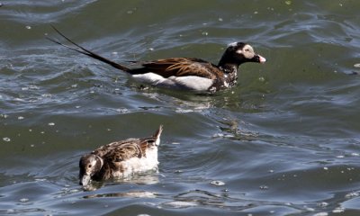 Long-tailed duck (M, F)