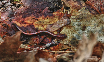 Amphibians of Riverwood