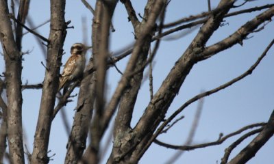 Riverwood's Woodpeckers