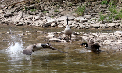 Canada geese disputing territory