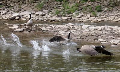 Canada geese disputing territory