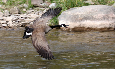 Canada goose (m)