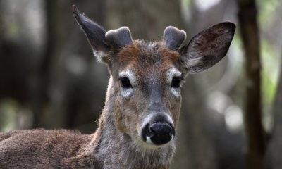 White-tailed buck