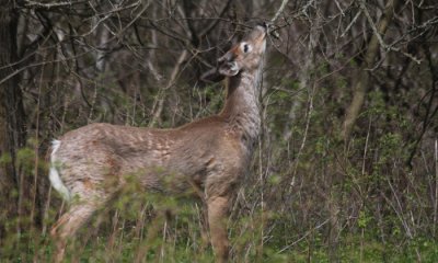 The Riverwood Deer Project: The Year of the Deer