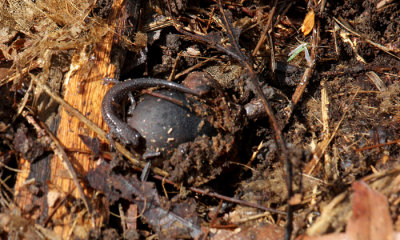 Blue-spotted salamander