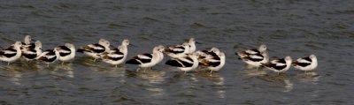 American Avocet