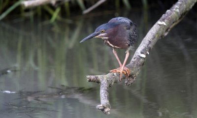 Green-backed Heron