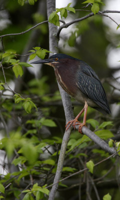 Green-backed Heron