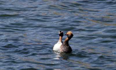 Horned Grebe