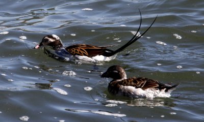 Long-tailed Ducks