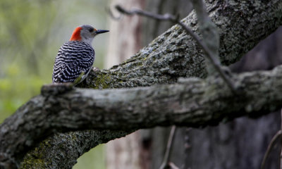 Red-bellied Woodpecker