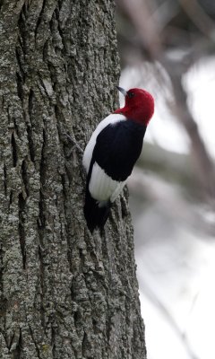 Red-headed Woodpecker