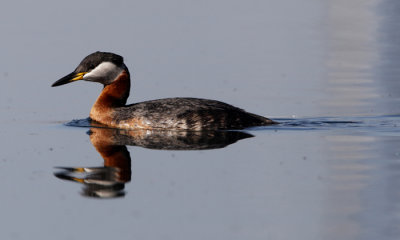 Red-necked Grebe