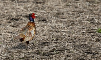 Gallery: Game Birds of North America