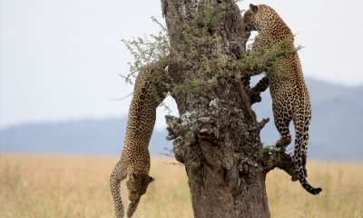 Leopards courting