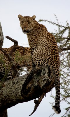 Leopards courting