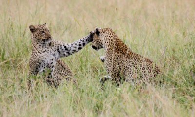 Leopards courting