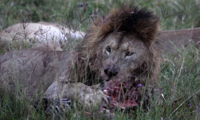 Lions on zebra kill