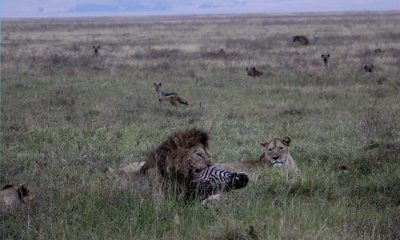 Lions on zebra kill with hyenas