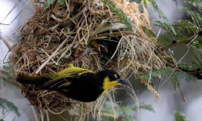 Baglefecht weaver